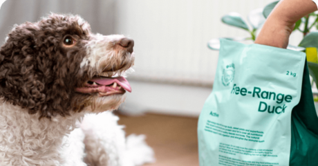 Buddypetfoods grafik